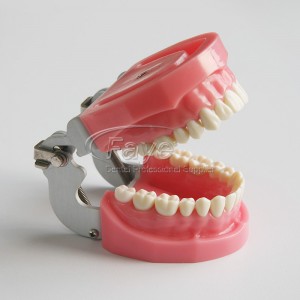 Nissin  type dental typodont model